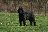 BOUVIER DES FLANDRES 434